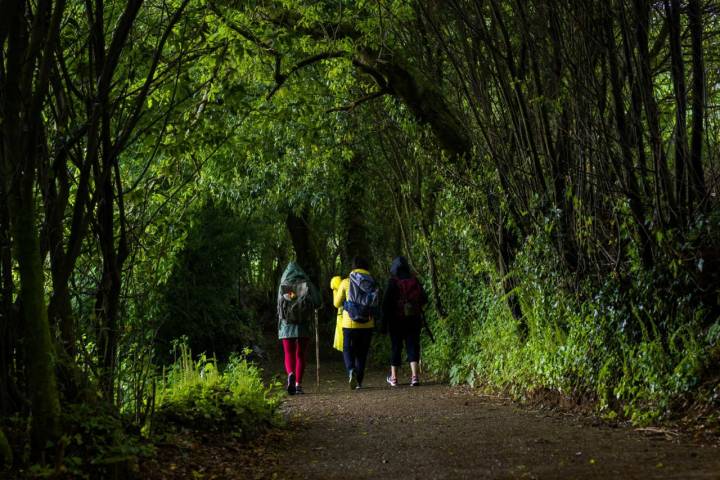 Un bosque de cuento donde los robles son los reyes.