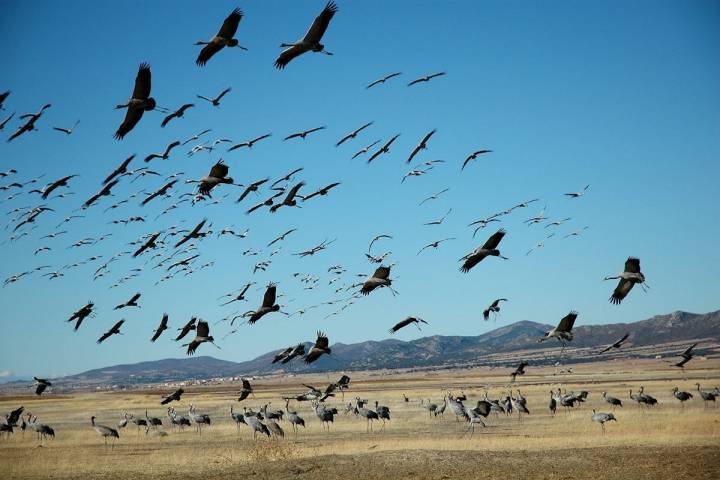 Colonia de grullas en Gallocanta. Foto: Gobierno de Aragón. Flickr.