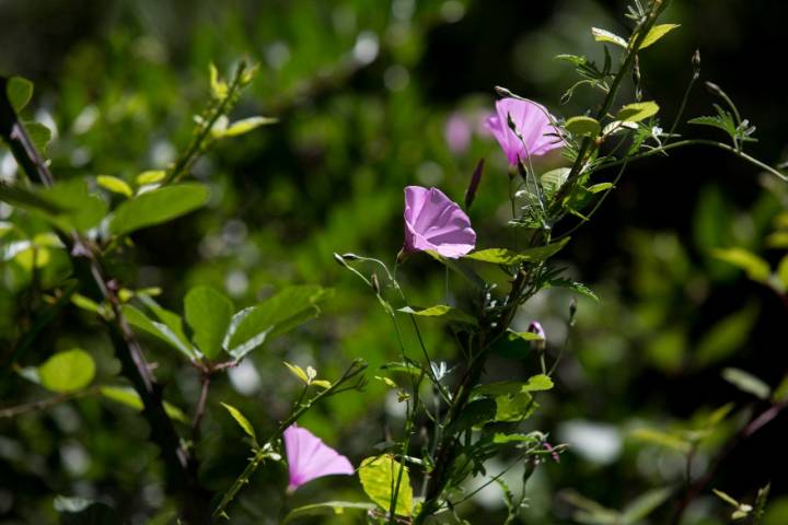 La flora de Málaga, otro tesoro a cuidar.