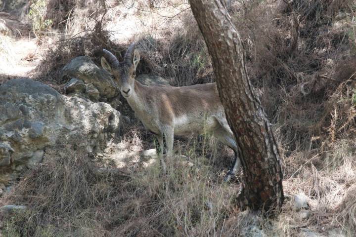 Con suerte, el visitante se puede tomar con fauna de la zona.