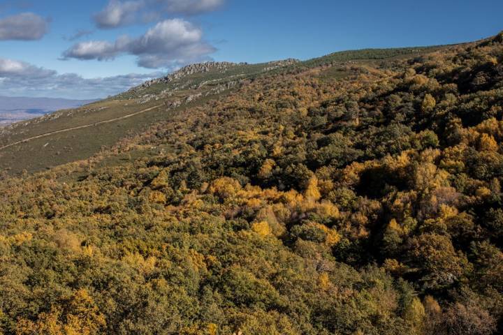 Monte Bosque de Tejedelo