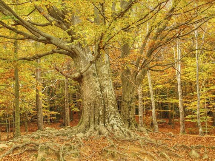 Parque natural más antiguo de Cataluña. Foto: Shutterstock