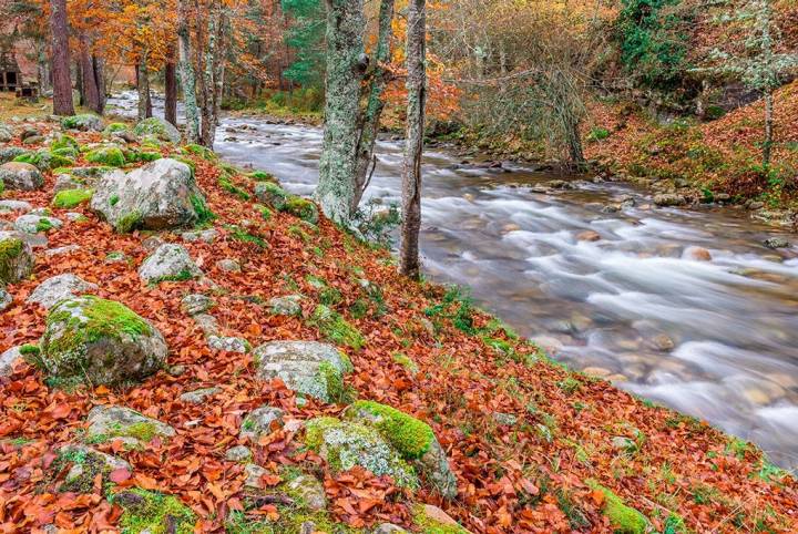 Un bosque caducifolio que merece una visita. Foto: Shutterstock