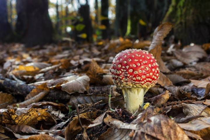 Amanita muscaria entre la hojarasca en el Castañar Montánchez.