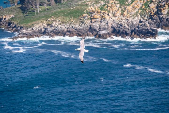 Durante los meses de verano, las gaviotas cuidan con celo de sus polluelos.