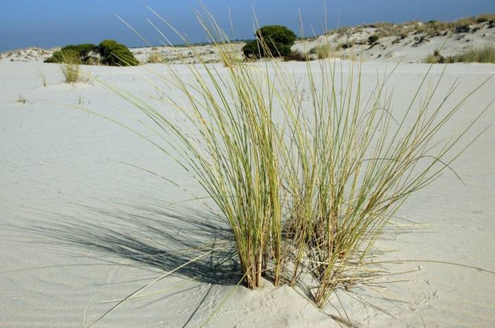 Parque Nacional Doñana: Dunas