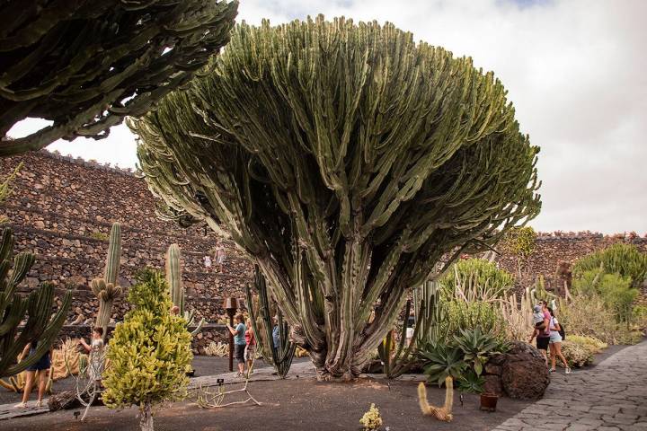 Uno de los cactus que se ha hecho gigante en el jardín.