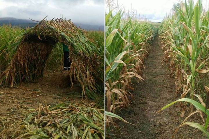 Para disfrutar de esta aventura hay que darse prisa porque finaliza con la cosecha. Foto: Web Asociación Cultural Garbino.