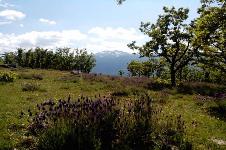 El cantueso florece en mayo y da aroma a todo el valle. Foto: Ana Lidia Ramírez.