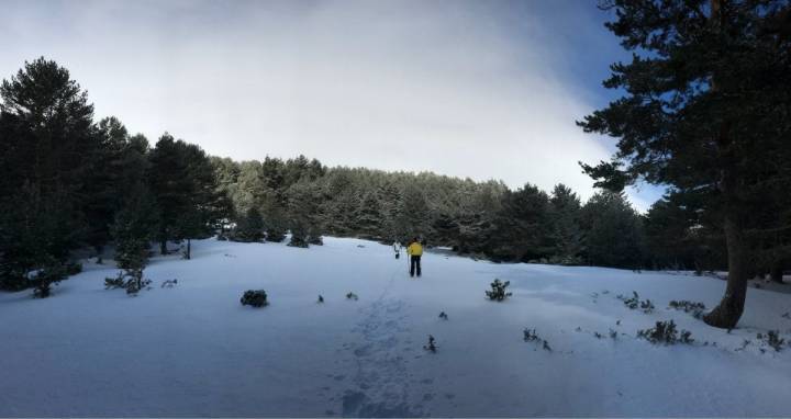 El pino silvestre es el rey indiscutible de la sierra de Guadarrama.