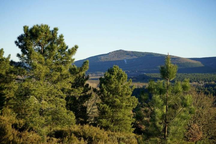 Pinar en la Sierra de la Culebra