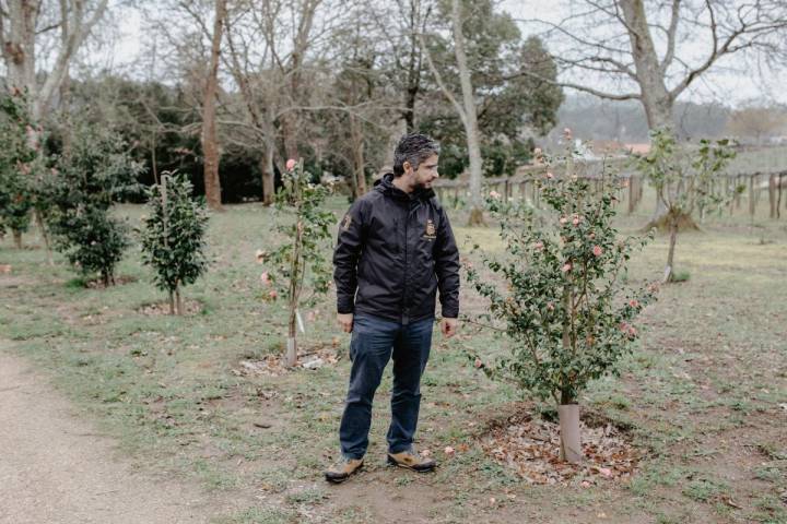 Pedro nos enseña algunos de los camelios más pequeños, de unos 10 años de edad en el pazo de Rubianes