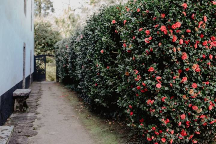 Un muro de camelias da la bienvenida al jardín de Rivadulla.