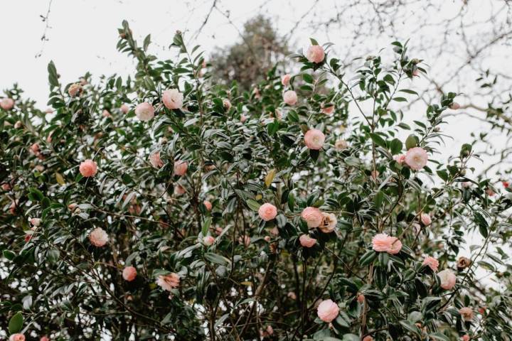 Las camelias florecen en invierno, entre noviembre y abril.