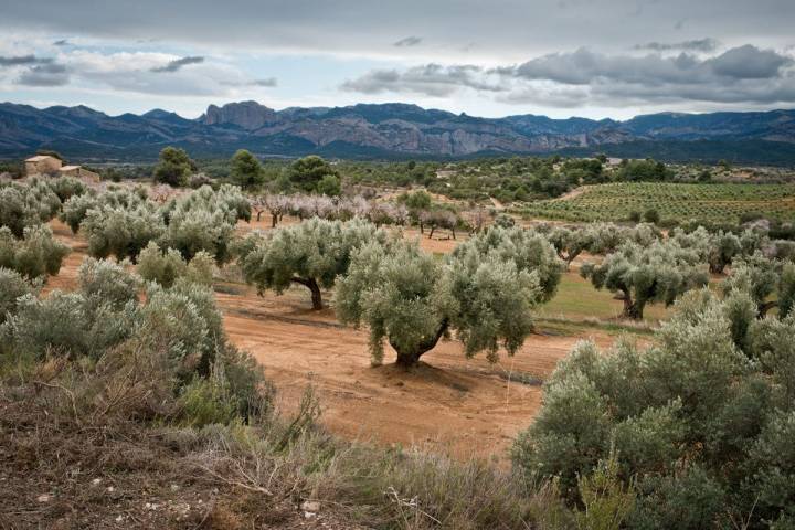 Olivos y almendros en formación.