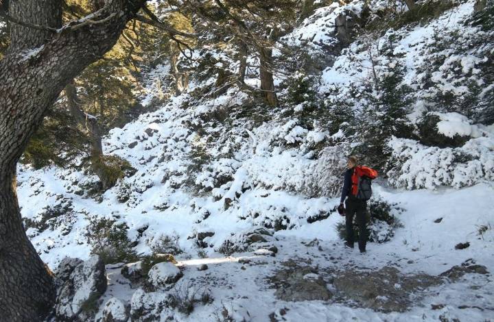 pinsapar cañada del cuerno sierra de nieves malaga