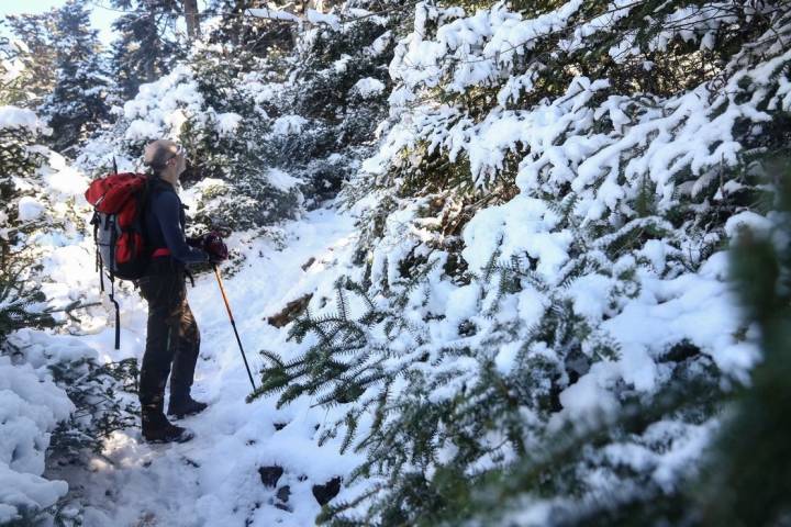 Pinsapo nieve