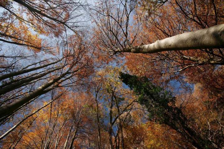 Los árboles te acompañan cuando alzas la vista al cielo. Foto: Agefotostock.