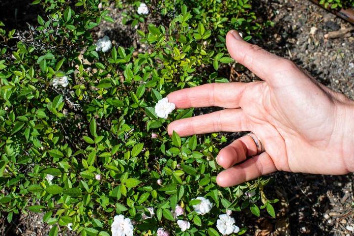 Las variedad de rosas más pequeñas del mundo en La Rosaleda del Parque del Oeste (Madrid).