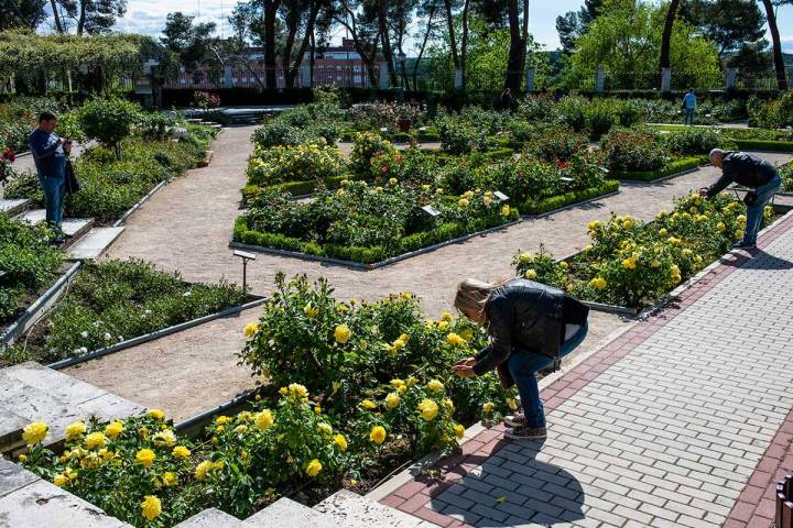 Una pareja de turistas fotografían de cerca unas rosas amarillas en La Rosaleda del Parque del Oeste (Madrid).