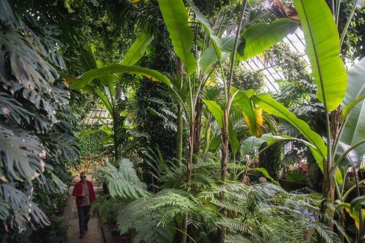 Un hombre pasea por la estufa de las Palmas del siglo XIX en el Real Jardín Botánico de Madrid.