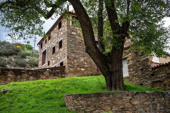 El peral majestuoso que da la bienvenida a La Hiruela.